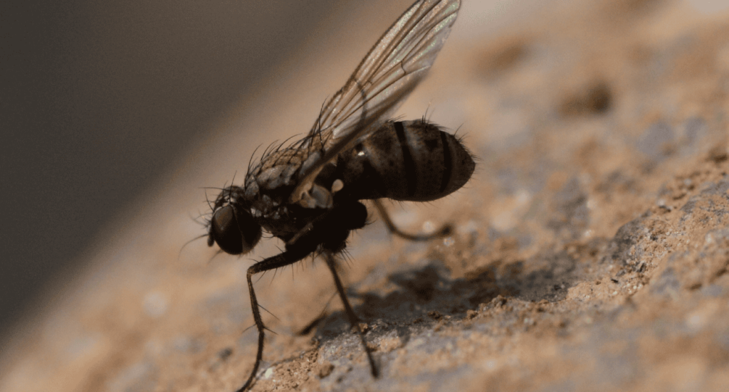 شركة مكافحة حشرات