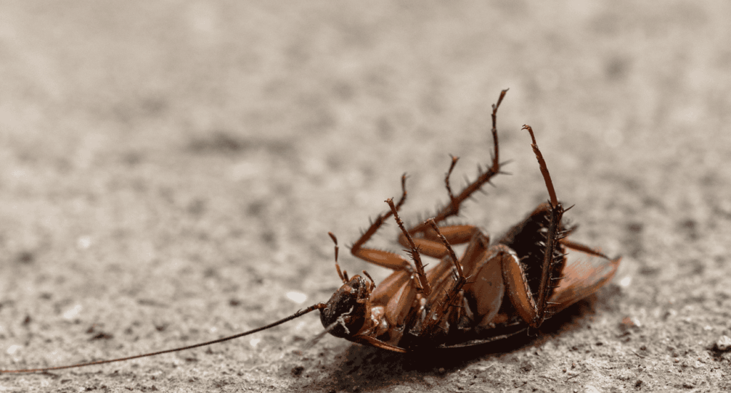 شركة مكافحة حشرات